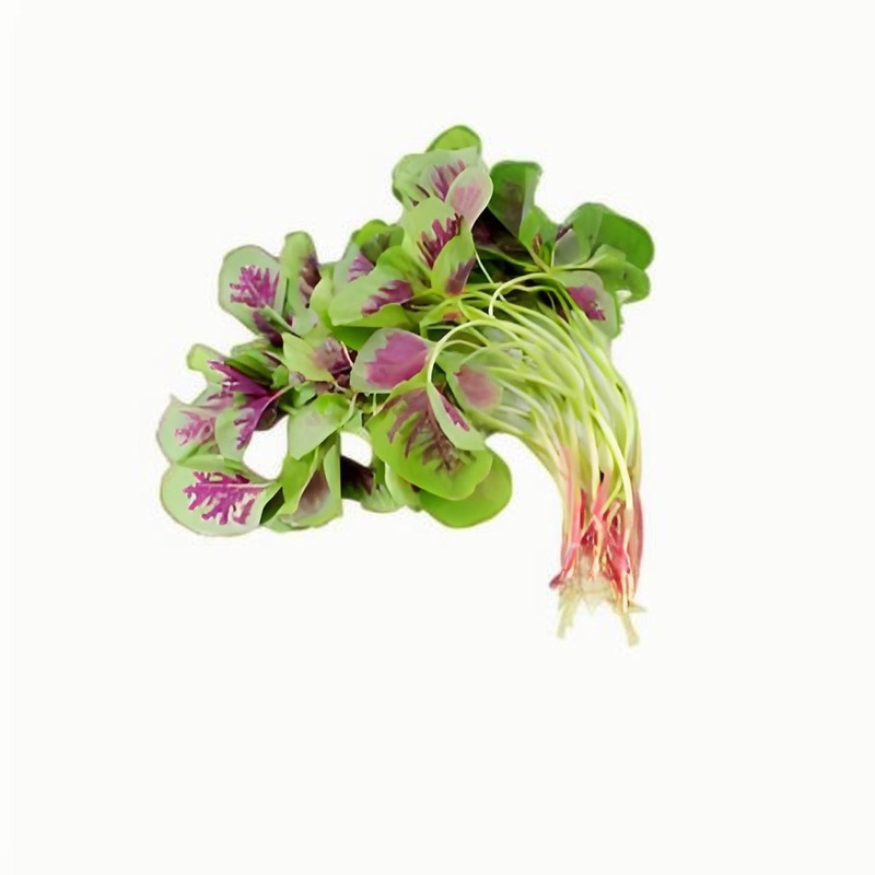 红苋菜
